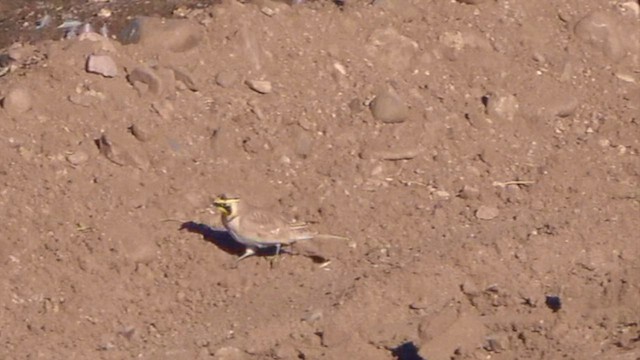 Alouette hausse-col - ML644611221