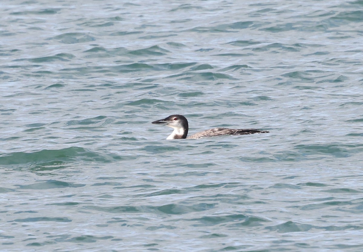 Гагара полярна - ML644611223