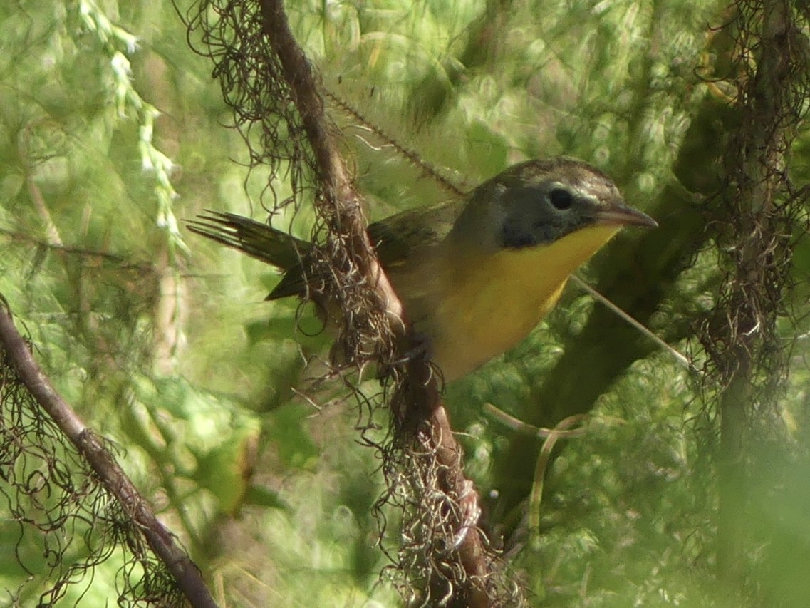 Common Yellowthroat (trichas Group) - ML644611232