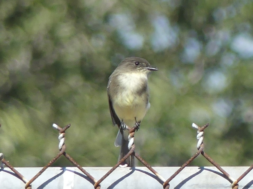 Mosquero Fibí - ML644611249