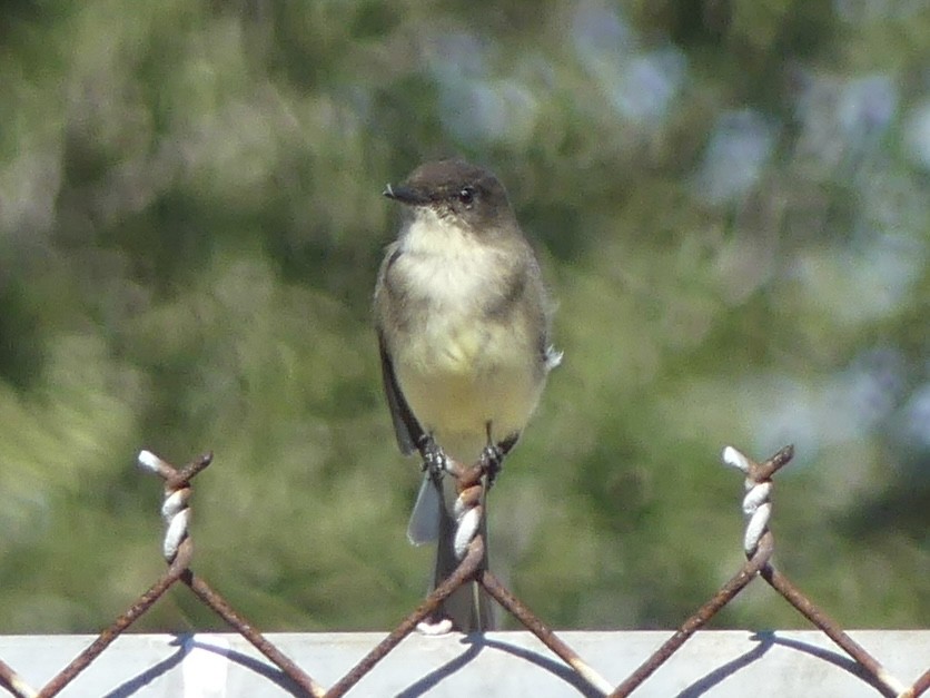 Mosquero Fibí - ML644611250