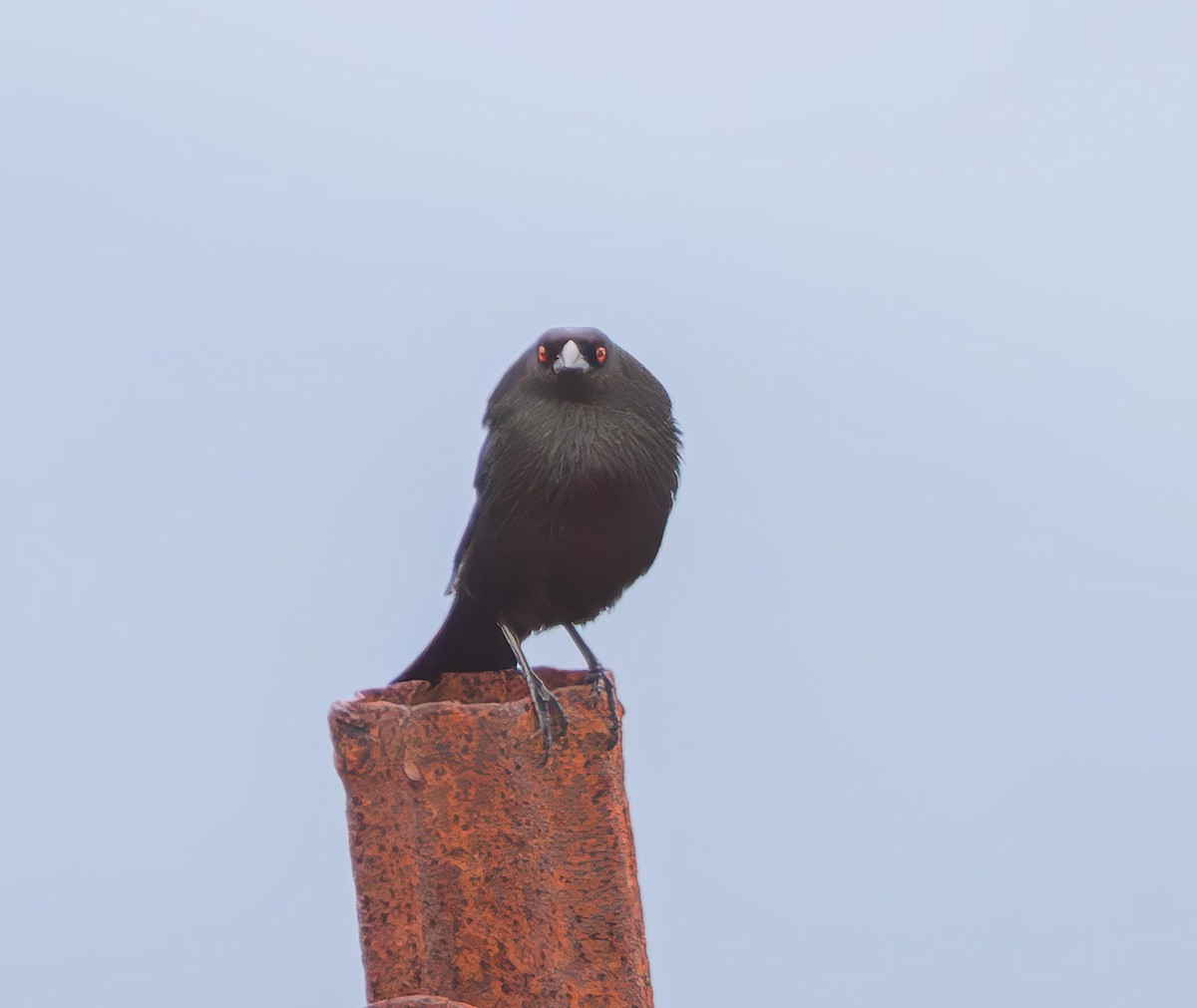 Bronzed Cowbird - ML644611264