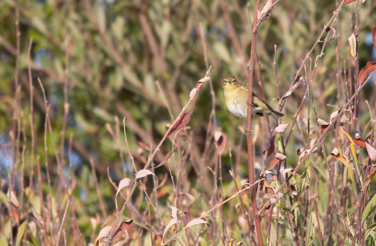 Pouillot fitis - ML644611270