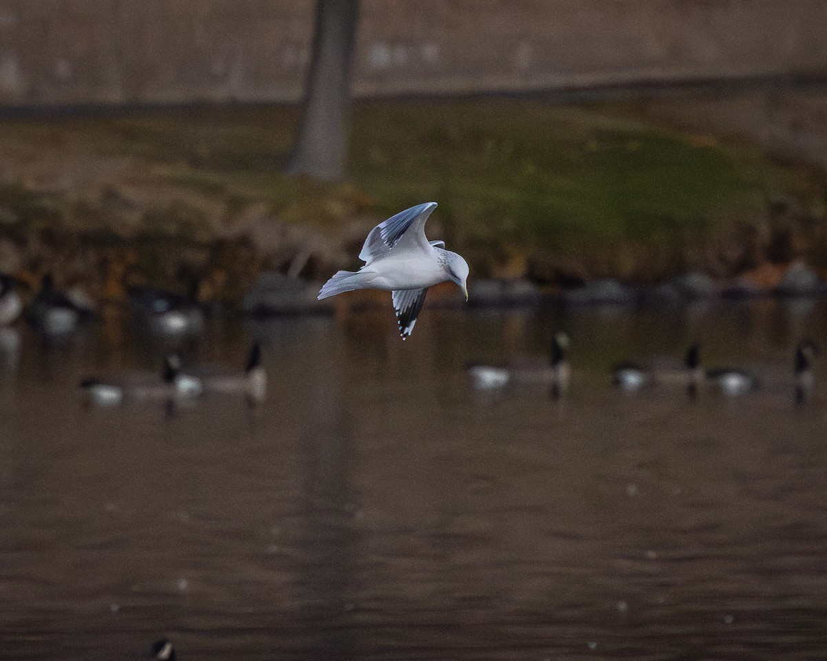 California Gull - ML644611275