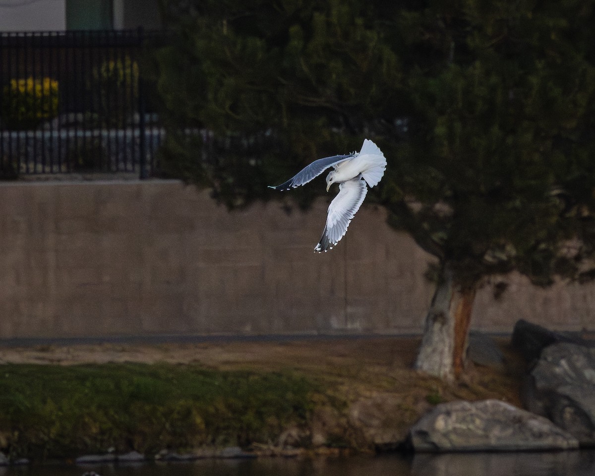 California Gull - ML644611276