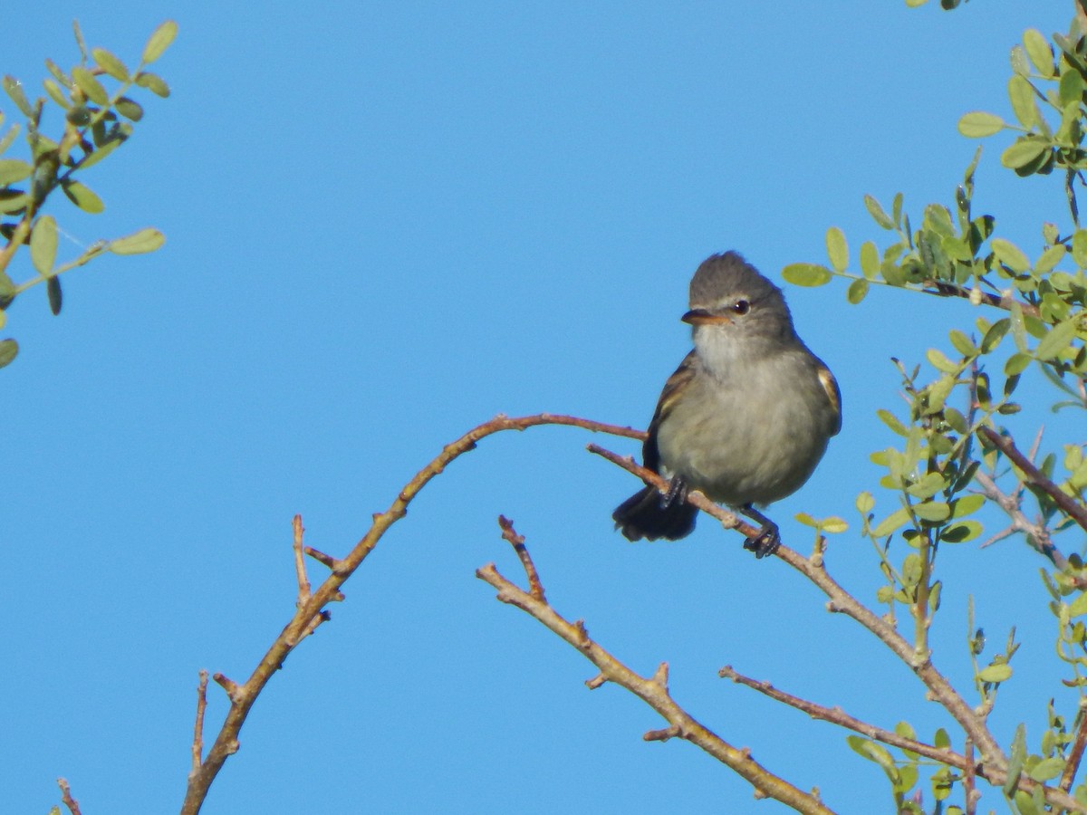 Tyranneau passegris - ML644611281