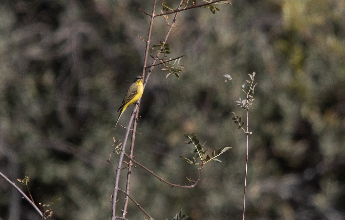 Western Yellow Wagtail (thunbergi) - ML644611285