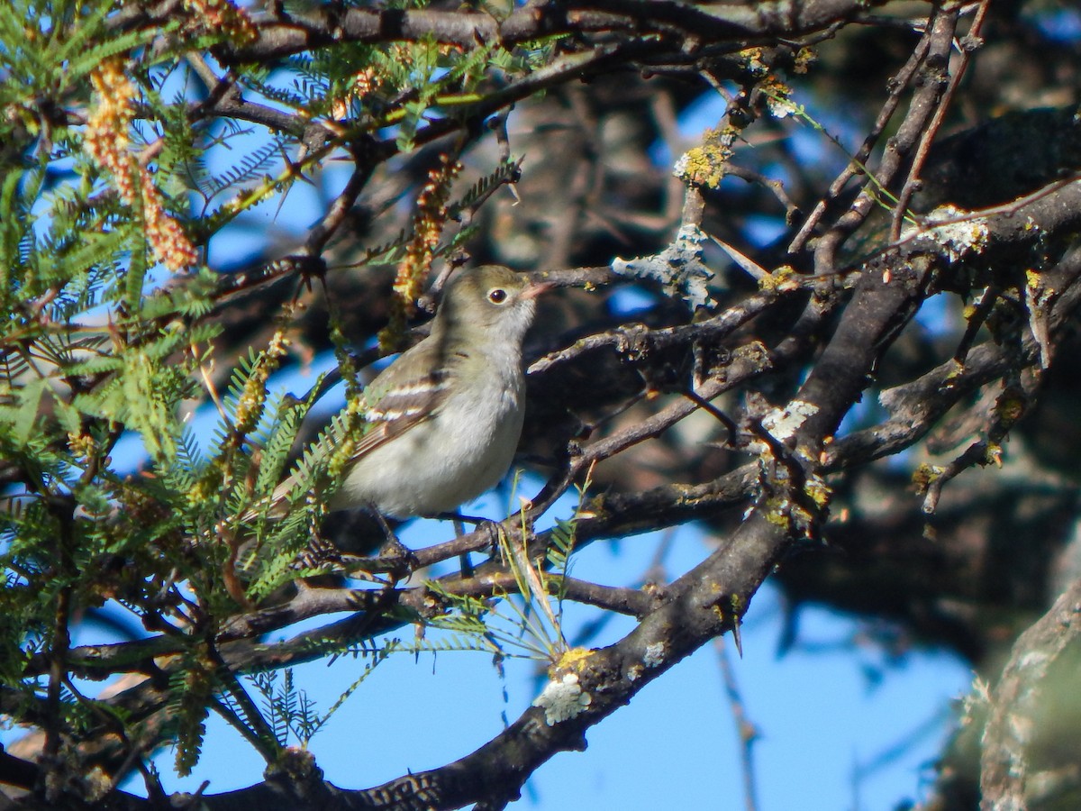 Élénie à bec court - ML644611289