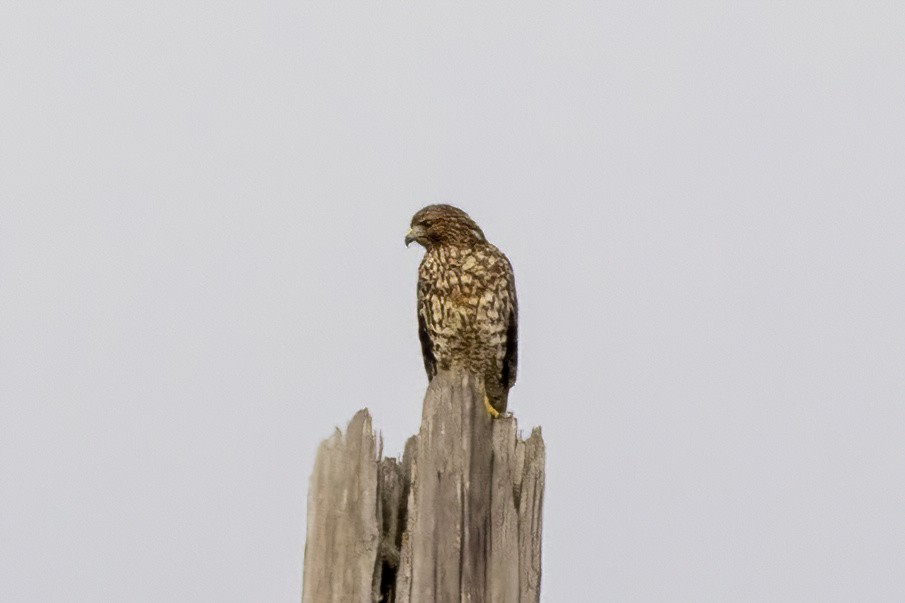 Buse à épaulettes - ML644611291