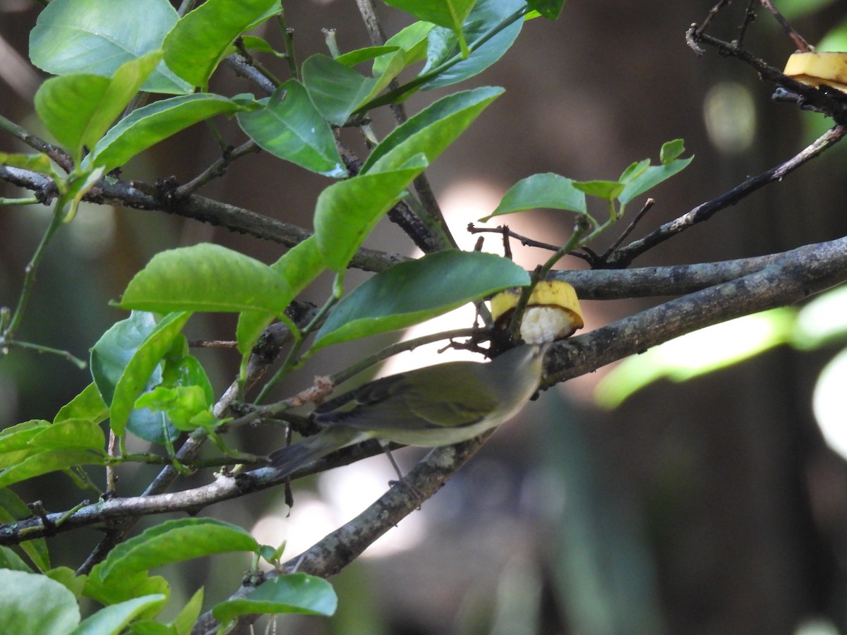 Paruline obscure - ML644611292