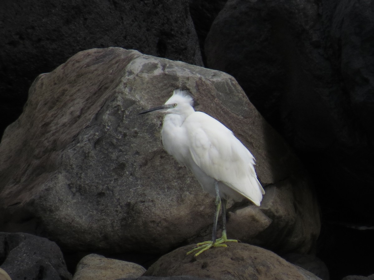 Aigrette garzette - ML644611293