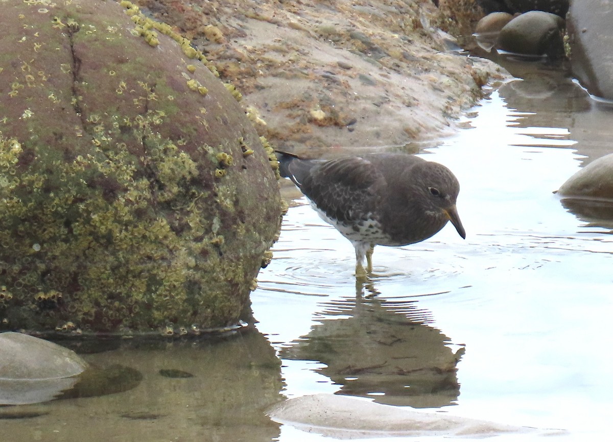 Bécasseau du ressac - ML644611295