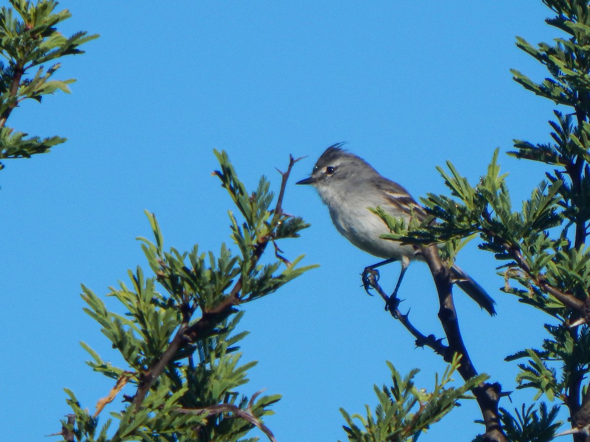 Tyranneau à toupet (munda) - ML644611296