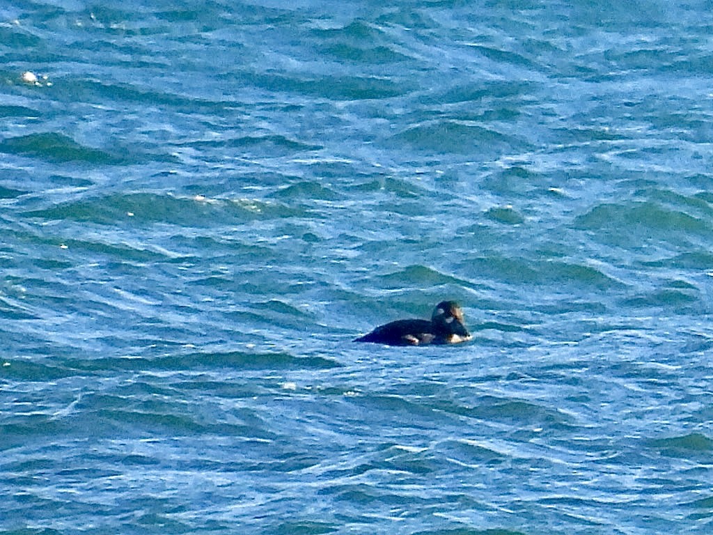 Macreuse à front blanc - ML644611297