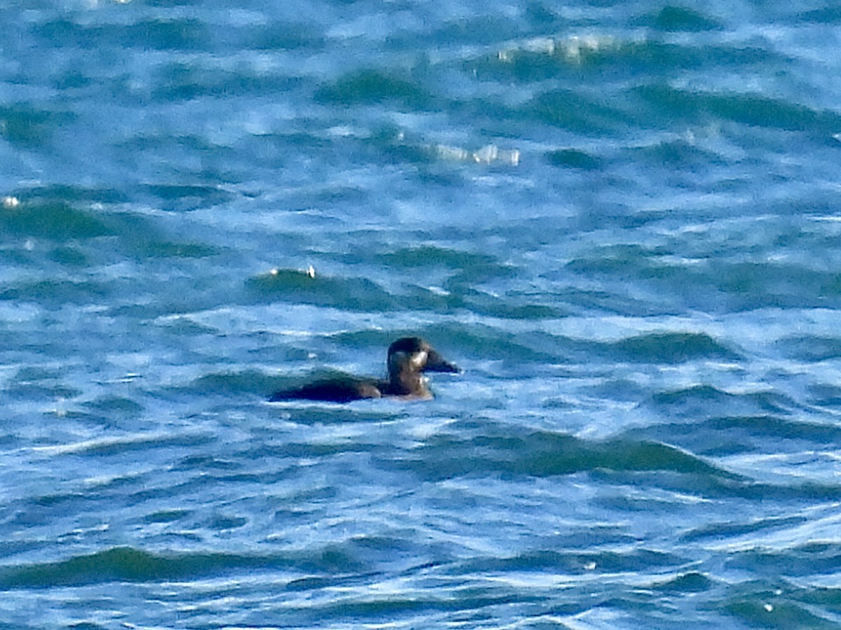 Macreuse à front blanc - ML644611298