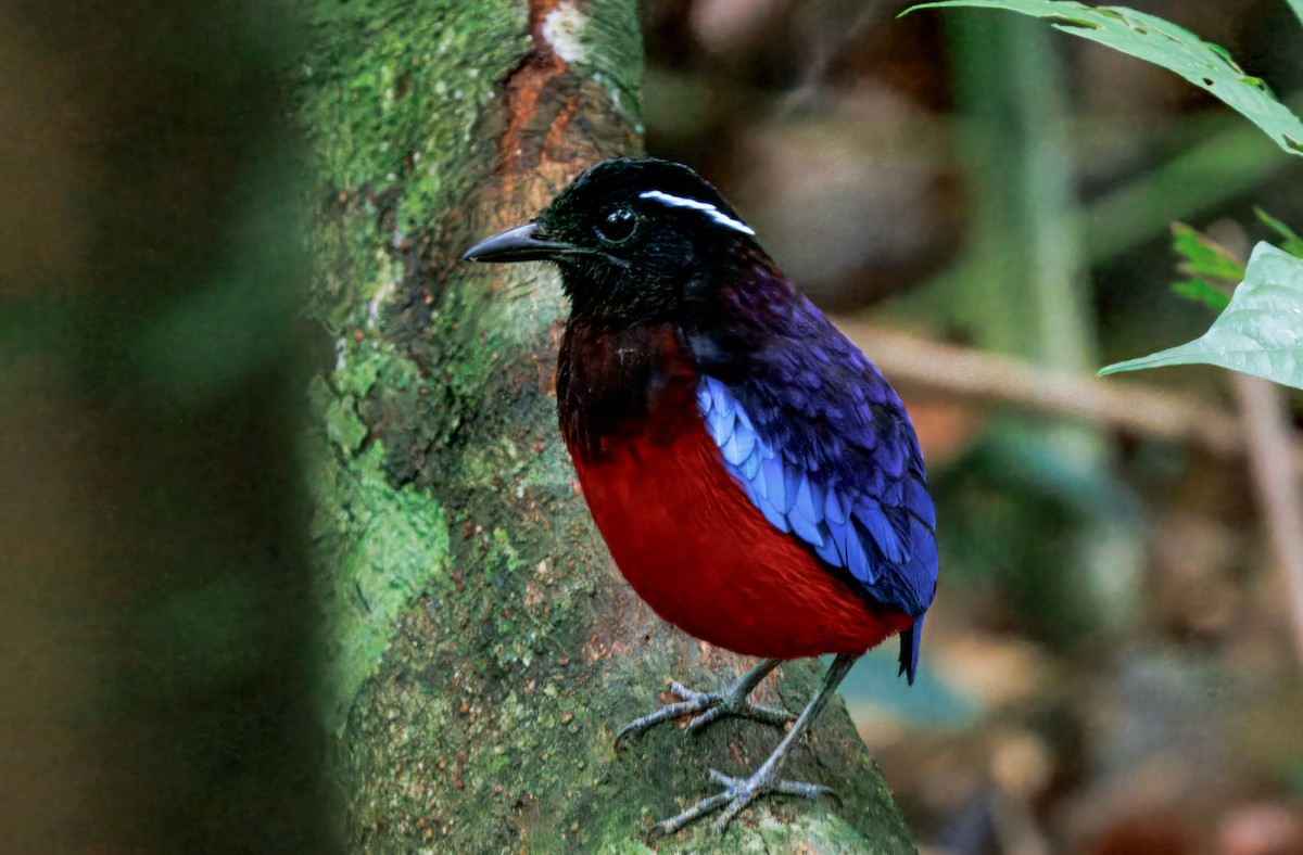 Brève d'Ussher - ML644611300