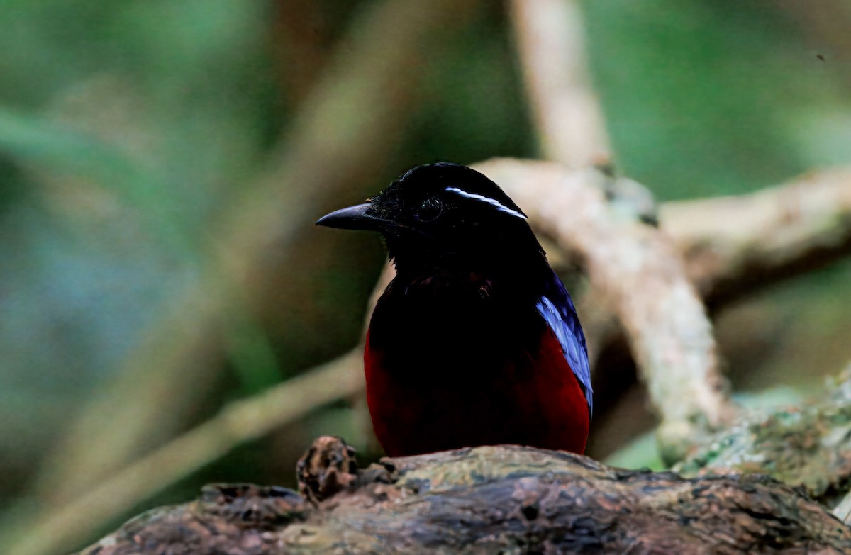 Brève d'Ussher - ML644611303