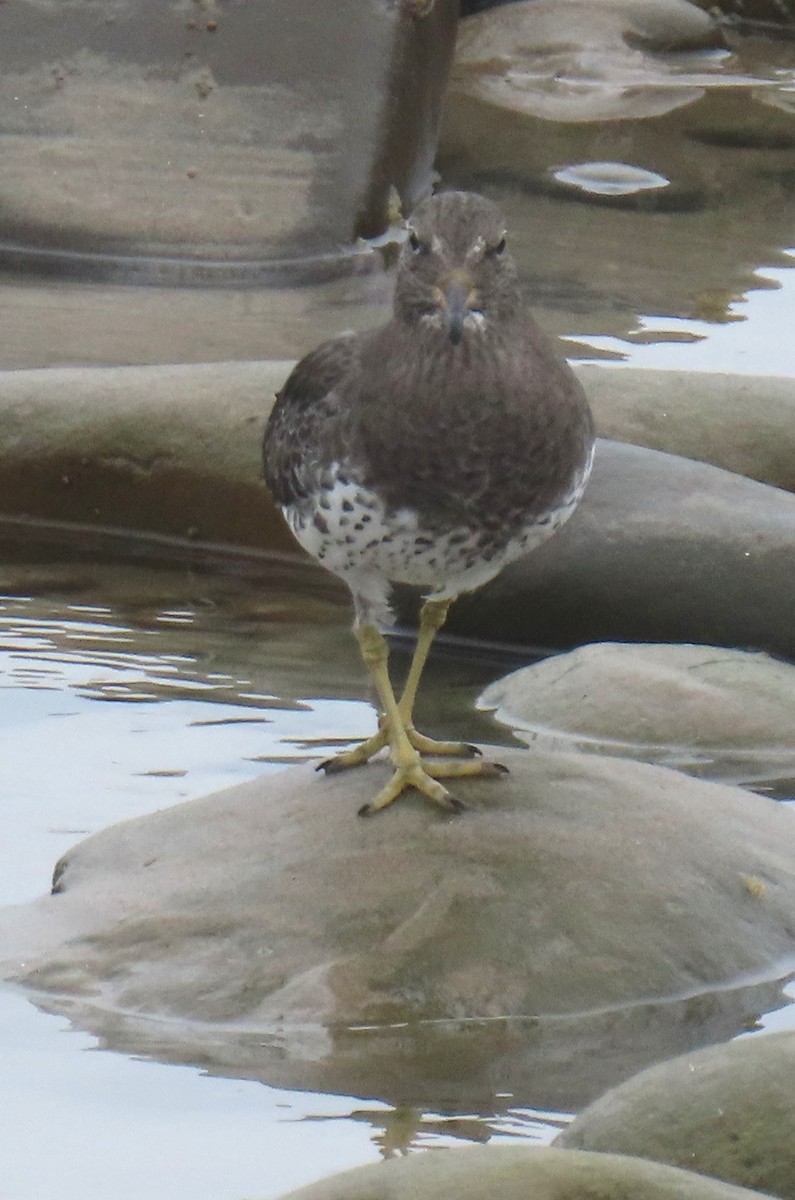 Bécasseau du ressac - ML644611304