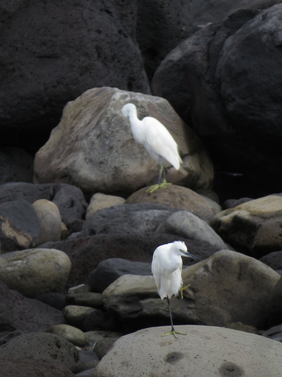 Aigrette garzette - ML644611305