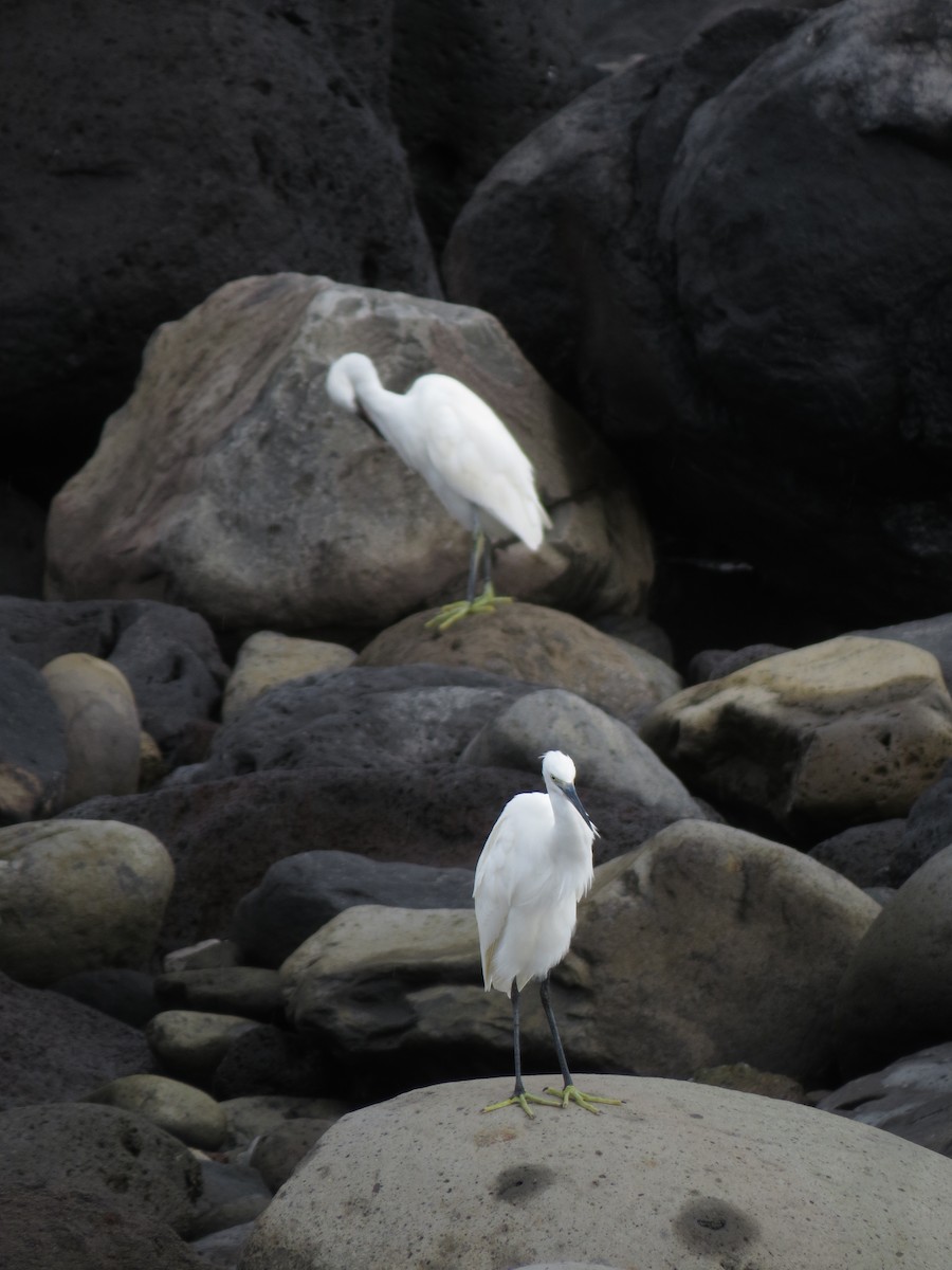 Aigrette garzette - ML644611306