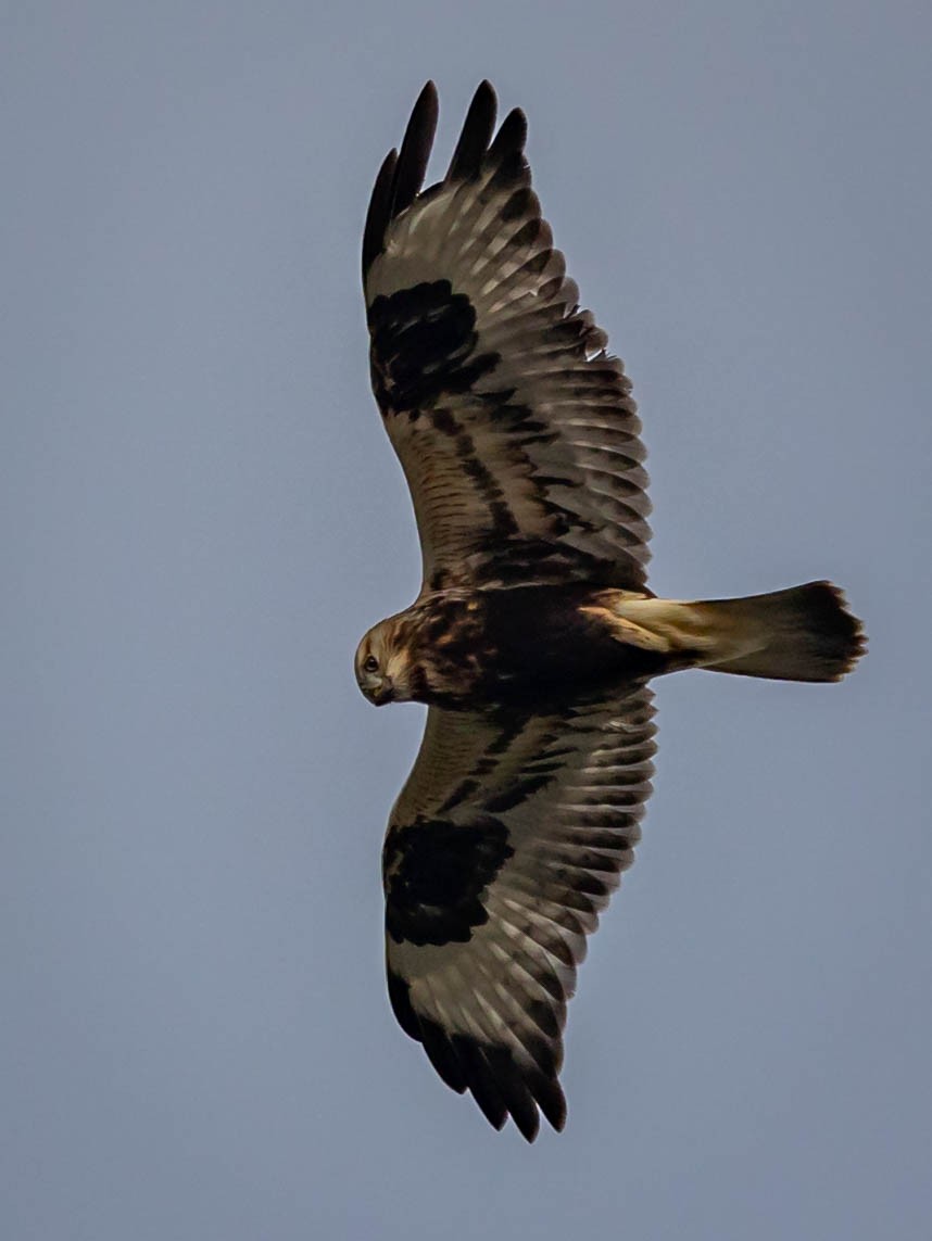 Buse pattue - ML644611307