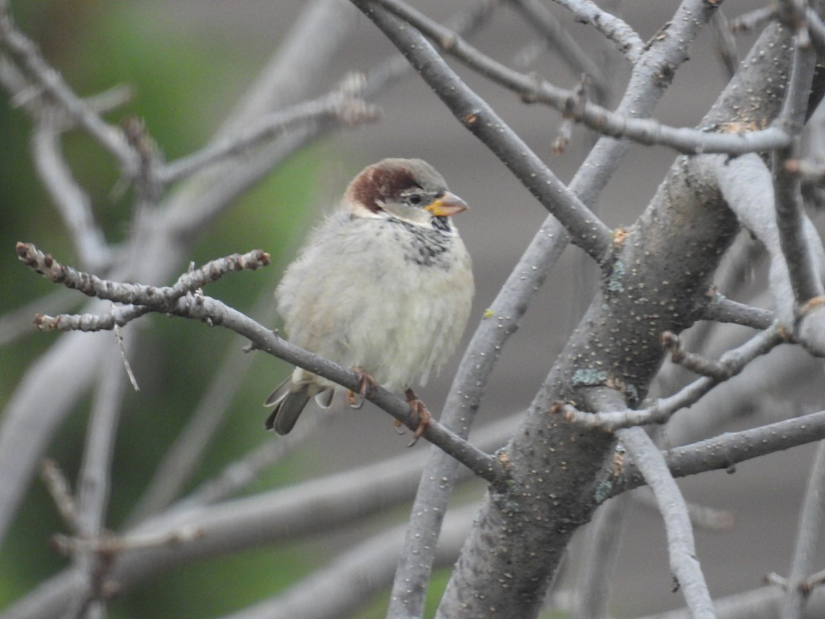Moineau domestique - ML644611308