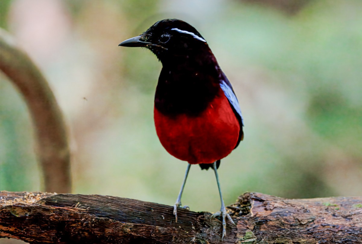 Brève d'Ussher - ML644611309