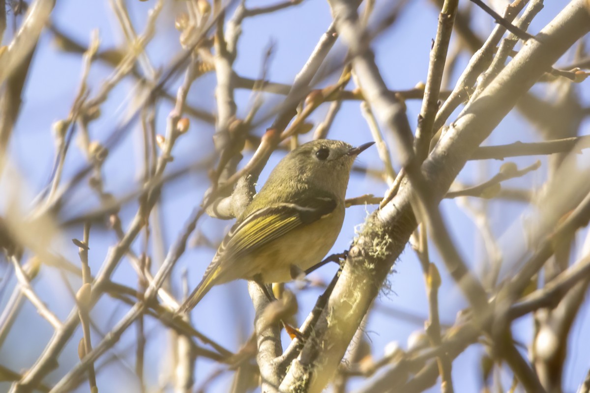 Roitelet à couronne rubis - ML644611312