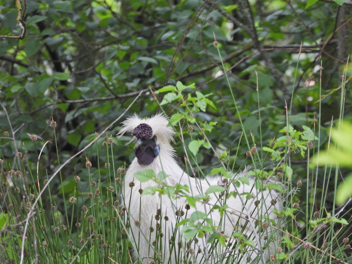 kur domácí - ML644611313