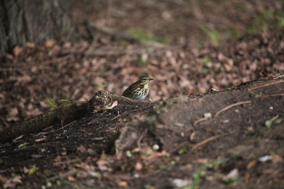 Prispolone indiano - ML644611314