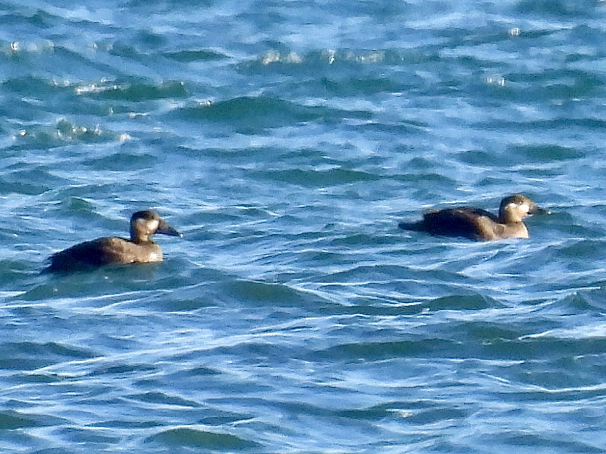 Macreuse à ailes blanches - ML644611315