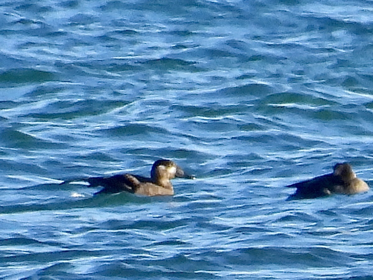 Macreuse à ailes blanches - ML644611316