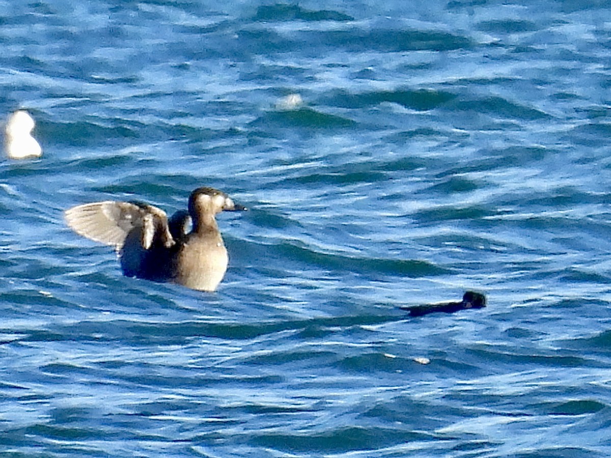 Macreuse à ailes blanches - ML644611317