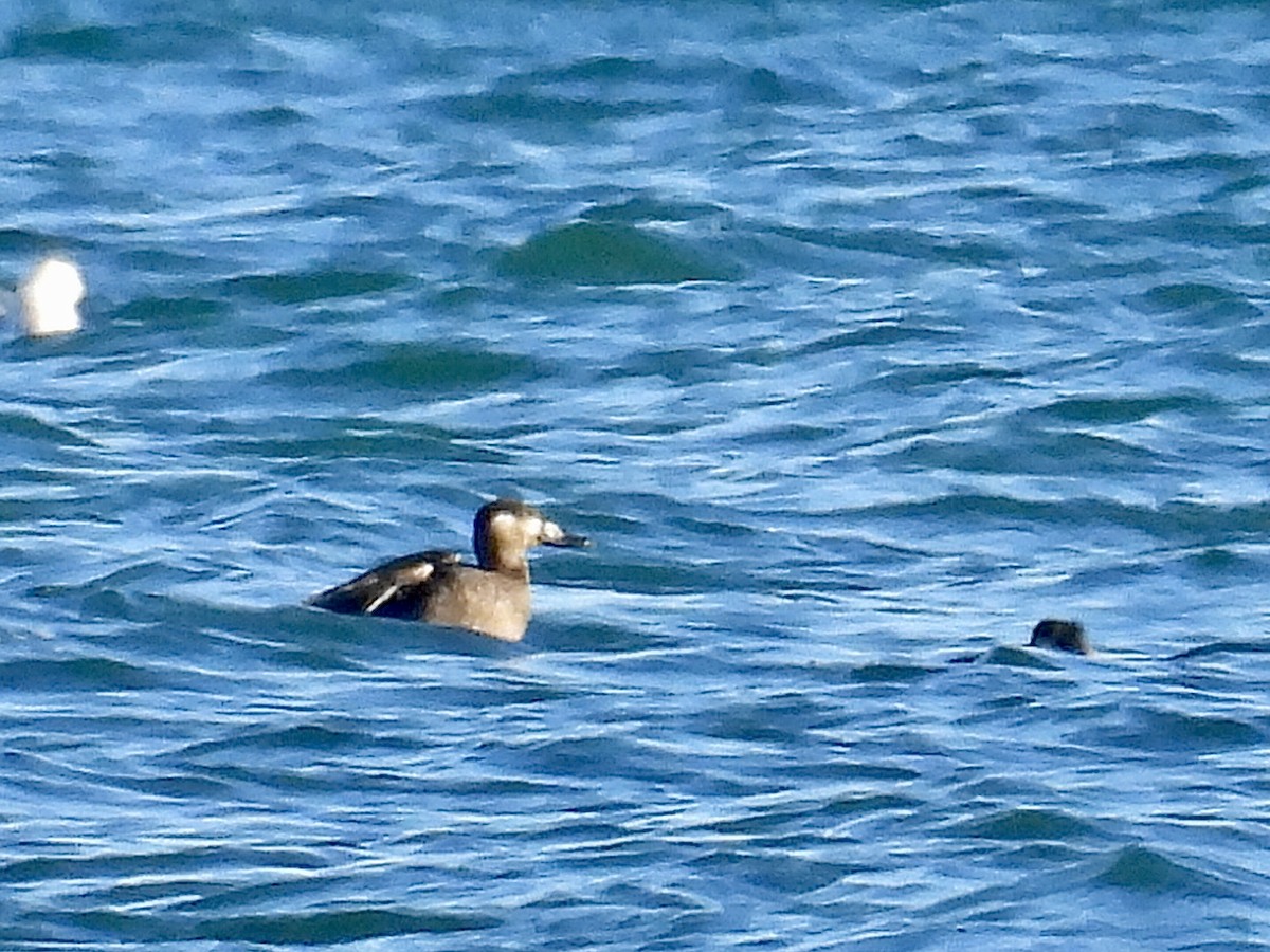 Macreuse à ailes blanches - ML644611318