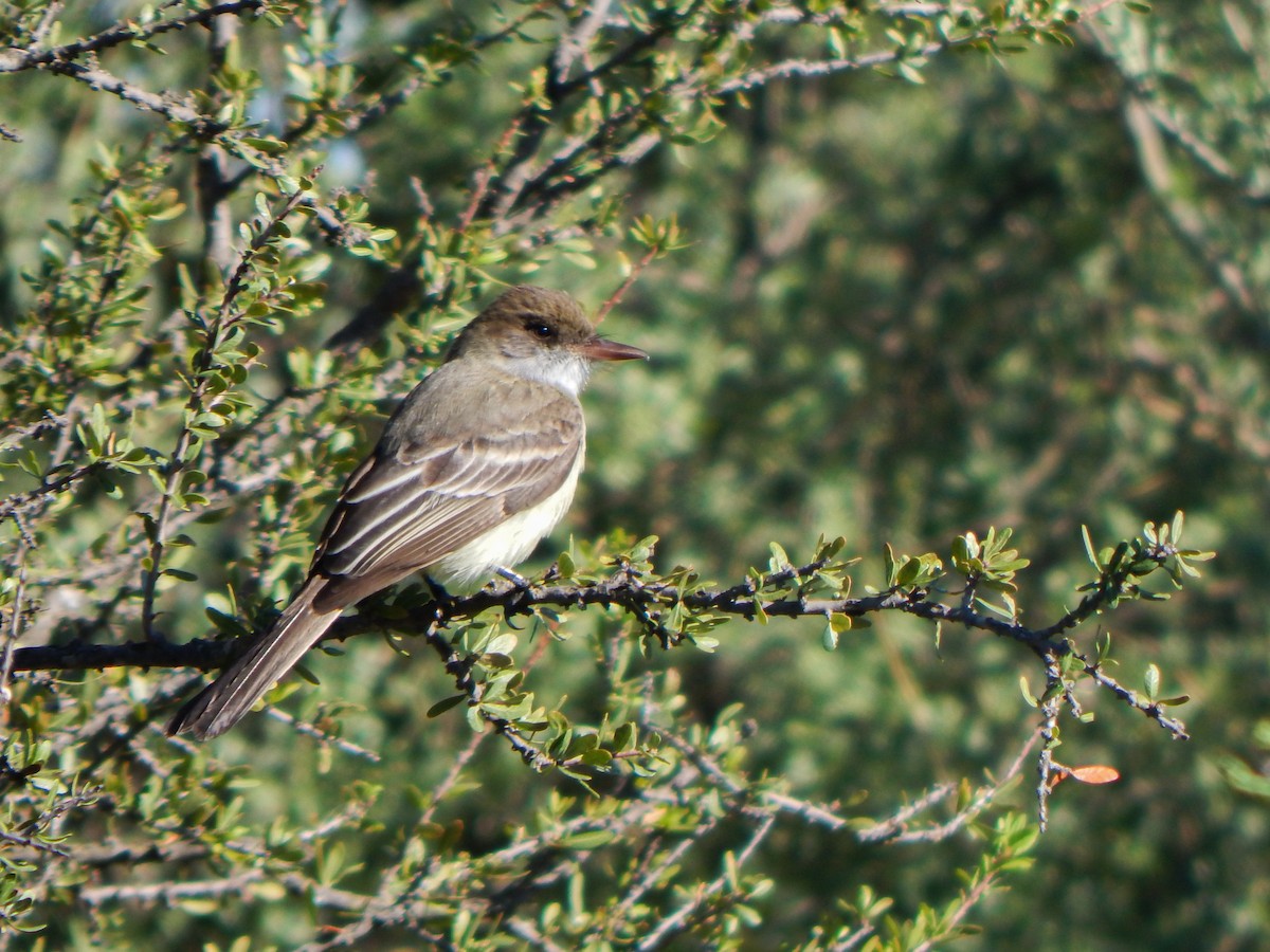 Tyran de Swainson - ML644611319