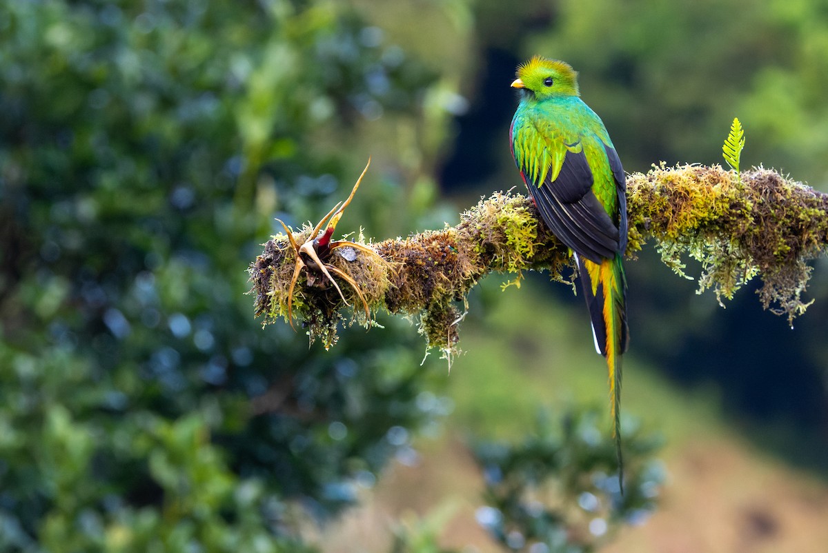 Quetzal resplendissant - ML644611322