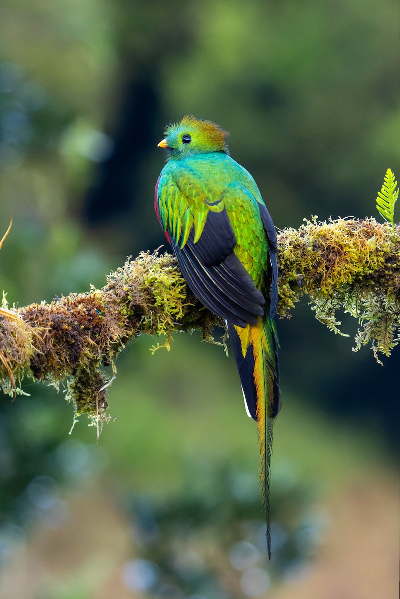 Quetzal resplendissant - ML644611323