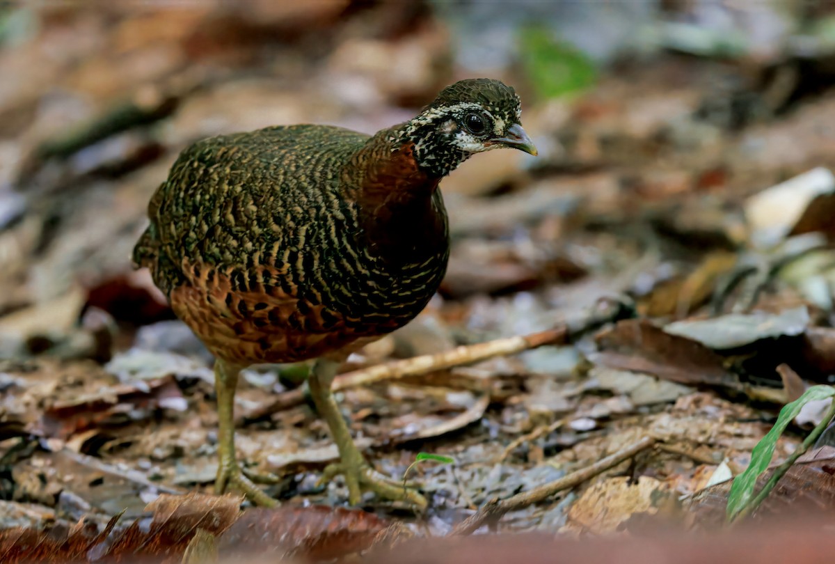 Torquéole de Graydon - ML644611325