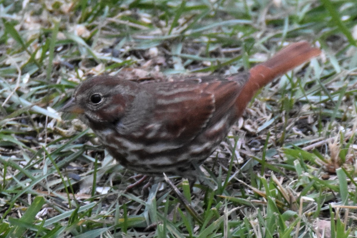 Bruant fauve (iliaca/zaboria) - ML644611326