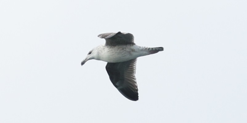 Goéland marin - ML644611327