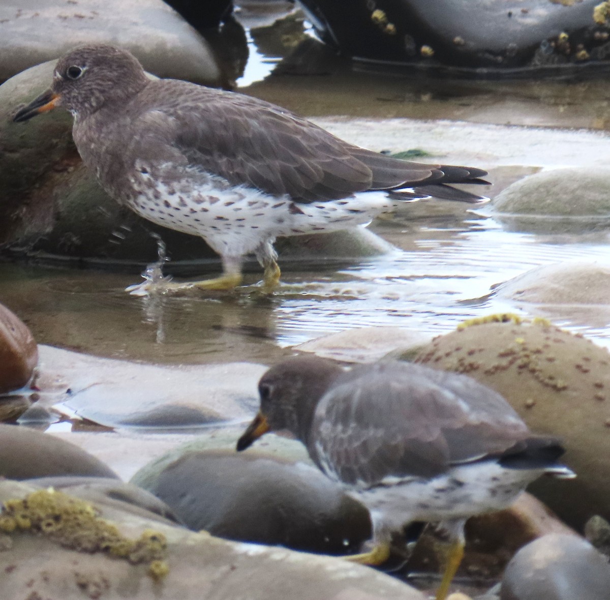 brottsnipe - ML644611335