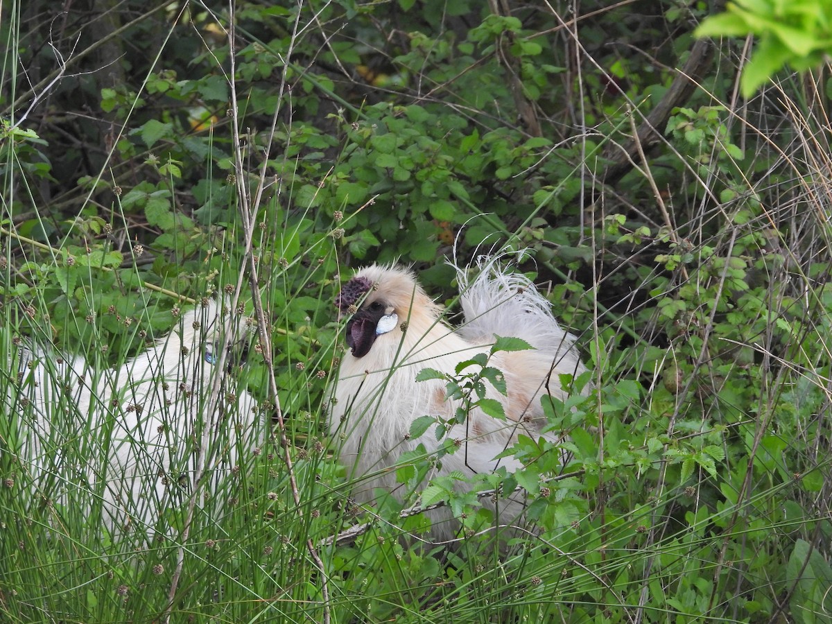 kur domácí - ML644611348