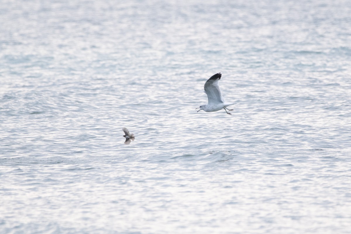 Ring-billed Gull - ML644611355