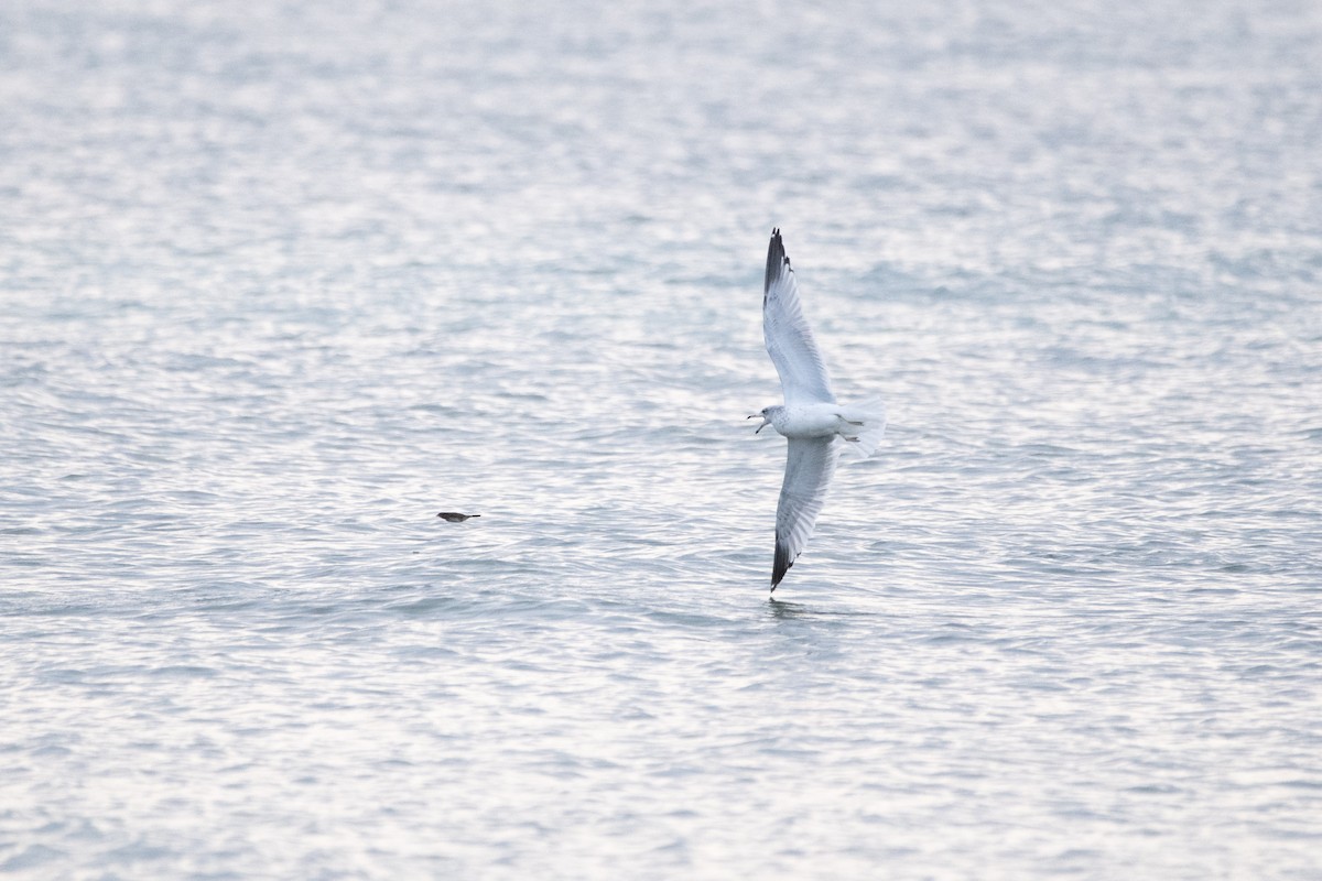 Ring-billed Gull - ML644611358