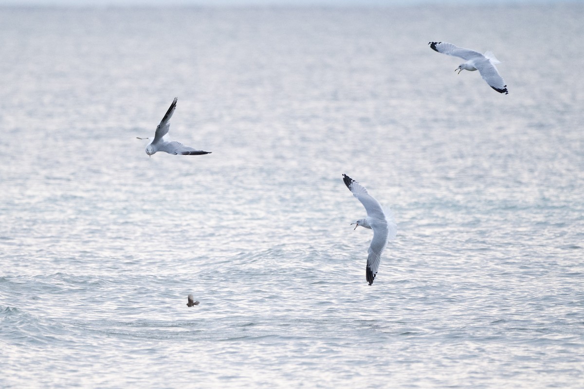 Ring-billed Gull - ML644611360