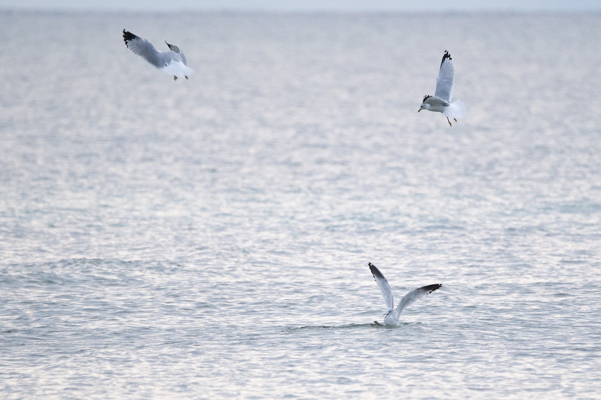 Ring-billed Gull - ML644611361
