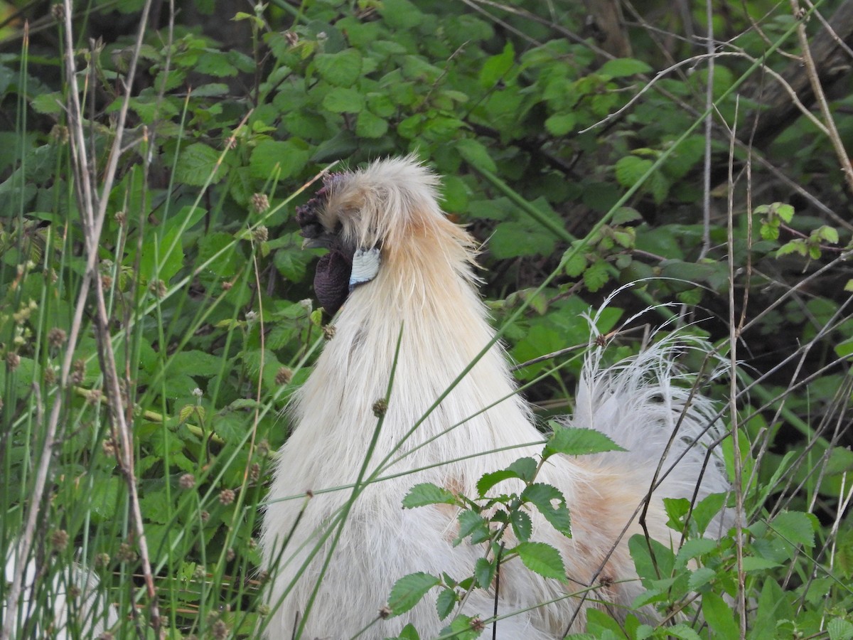 kur domácí - ML644611369