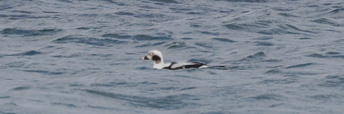 Морянка - ML644611376