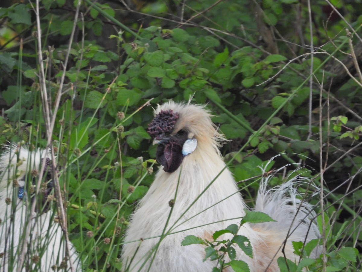 kur domácí - ML644611378