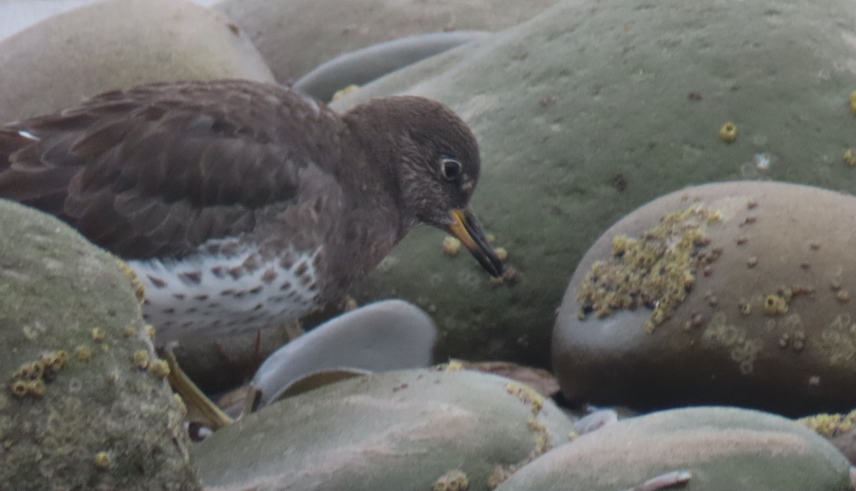 brottsnipe - ML644611379